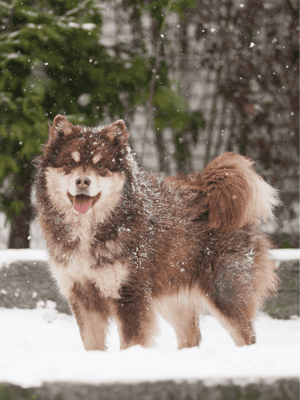 Adorable Husky dog enjoying snowy outdoor scenery, winter weather, happy and energetic.