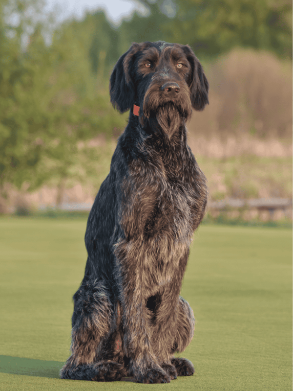 Dogfix.com dog training and behavior improvement.