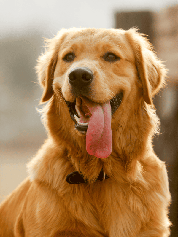 Happy Golden Retriever with wagging tail and tongue out, outdoors.