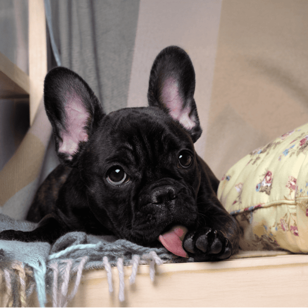 Cute French Bulldog puppy with large ears and expressive eyes lying on soft blanket.