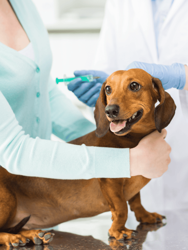 Dog receiving vaccine shot during veterinary visit.