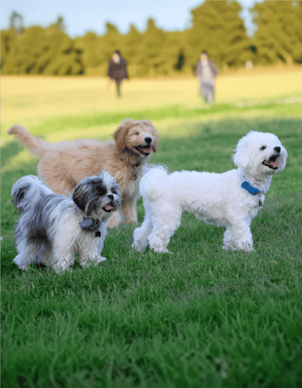 Adorable dogs running on lush green grass in a bright outdoor setting.