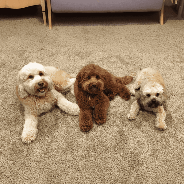 Cute small dogs lying on carpet indoors with happy expressions. Perfect for dog care and pet sitting websites.