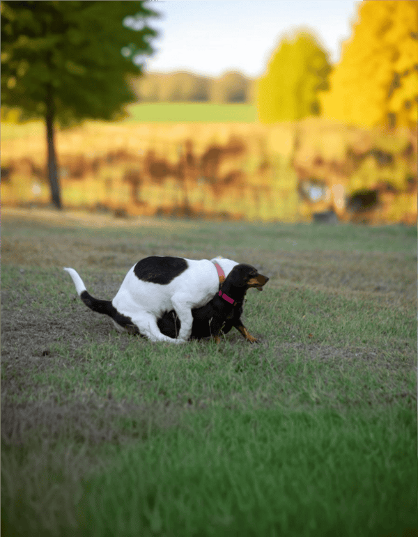 Cute dogs playing outdoors in nature for dog training and socialization.
