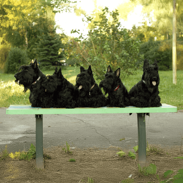 Adorable Scottish Terriers sitting on a park bench in a lush green park setting.