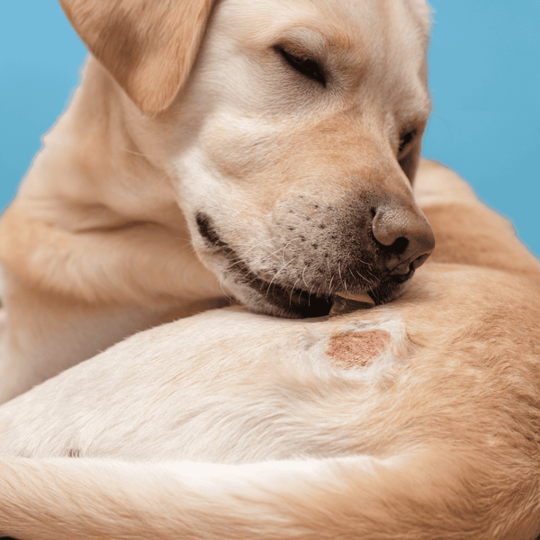 Close-up of a puppy tenderly laying on a sleeping dog, expressing companionship and compassion.
