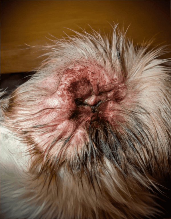 Close-up of dog ear with skin infection and inflammation.