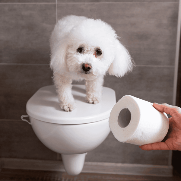 Clean white dog nearing toilet, hygiene care, grooming, pet health, dog grooming service, hygiene check.