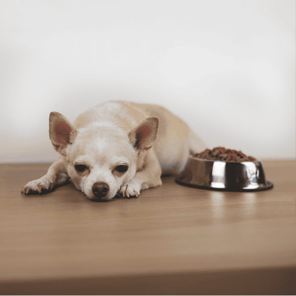 Small dog resting beside food bowl, looking tired.