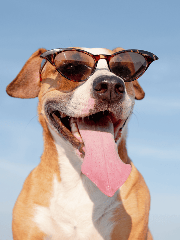 Dog wearing stylish sunglasses, enjoying sunny day outdoors.
