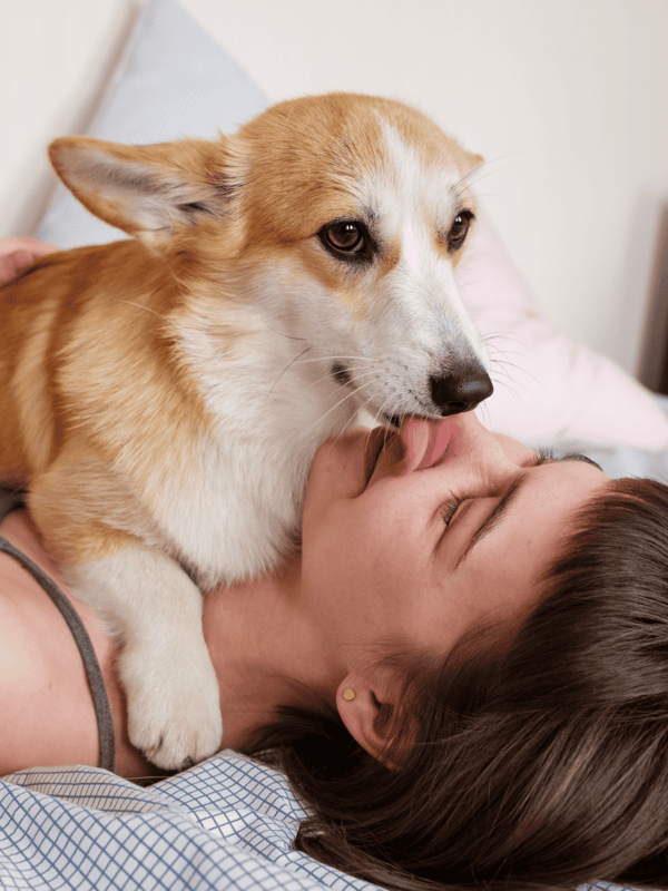 Adorable dog licking woman’s face, cozy moment, pet care, canine love, pet therapy, dog grooming.