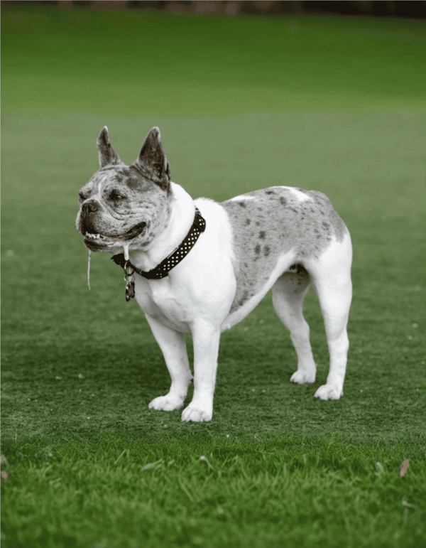 Dogfix.com dog health, training, and care tips.