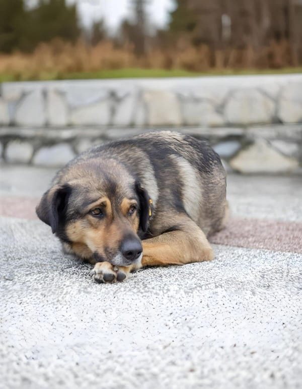Adorable dog lying on textured surface outdoors, showcasing pet comfort and relaxation.