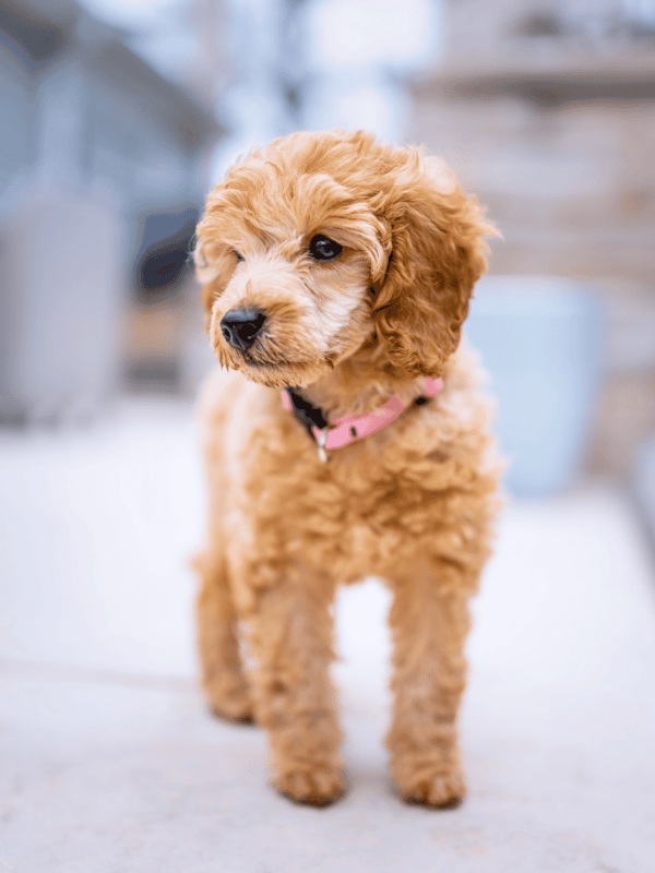 Adorable goldendoodle puppy with soft, curly fur.