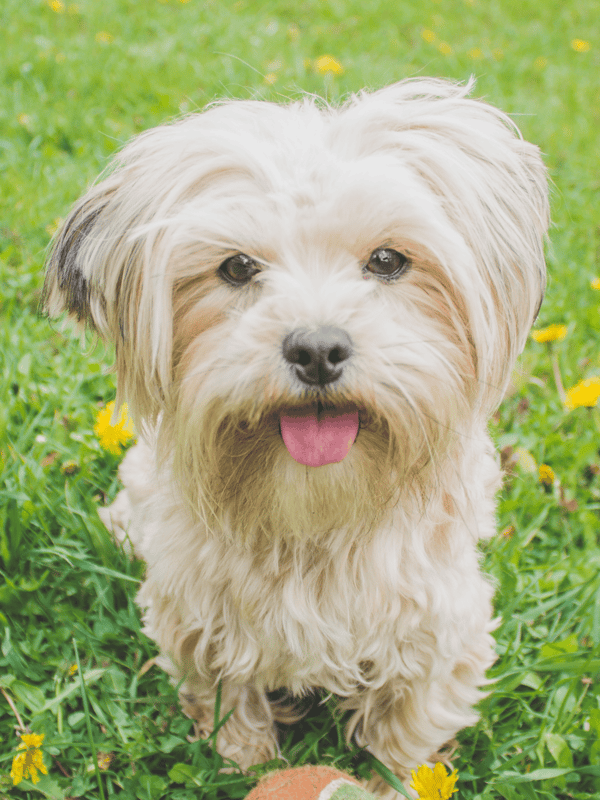 Adorable small dog with long, wavy fur sitting on lush green grass with yellow flowers and a tennis ball.