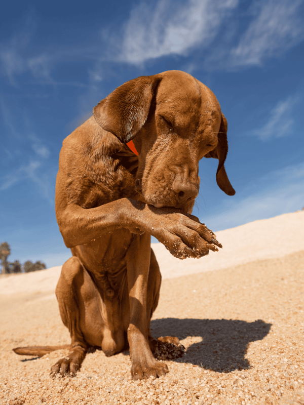 Dog grooming, sandy beach, outdoor, brown dog, licking paw, sunny day, pet care.