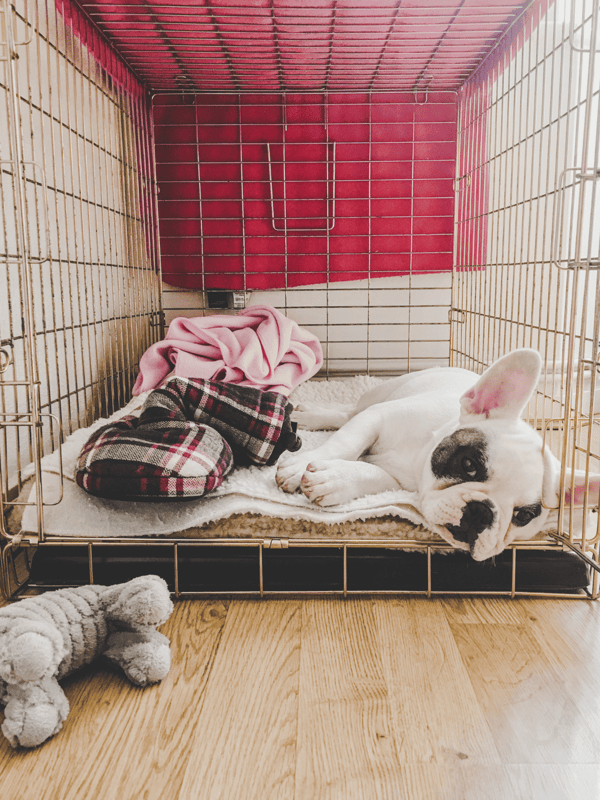 Small dog crate with pink walls, soft bedding, and adorable puppy resting comfortably.