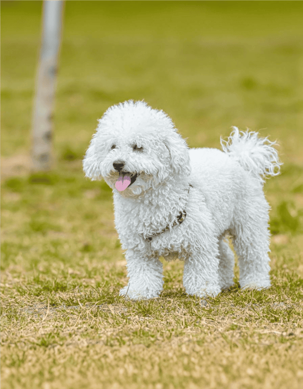 Fluffy white Bichon Frise dog playing outdoors on grass during daytime. Perfect for dog lovers and pet care guides.