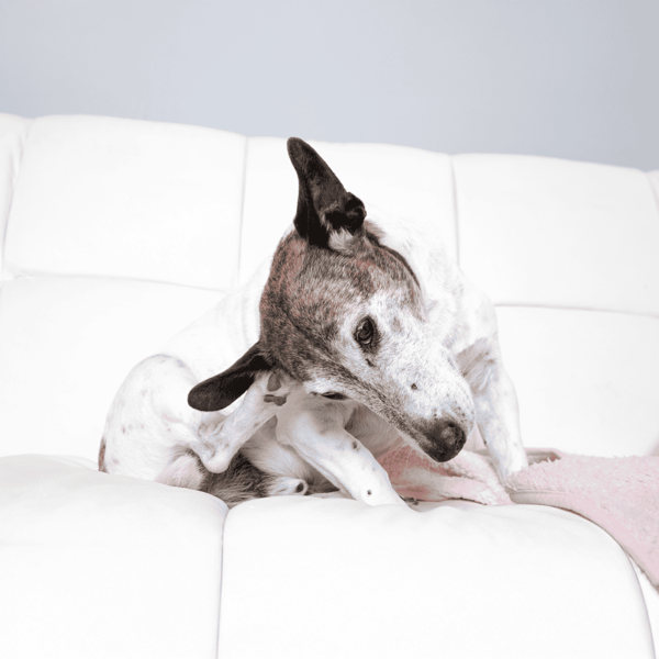 Happy dog sitting on soft white sofa cushion.