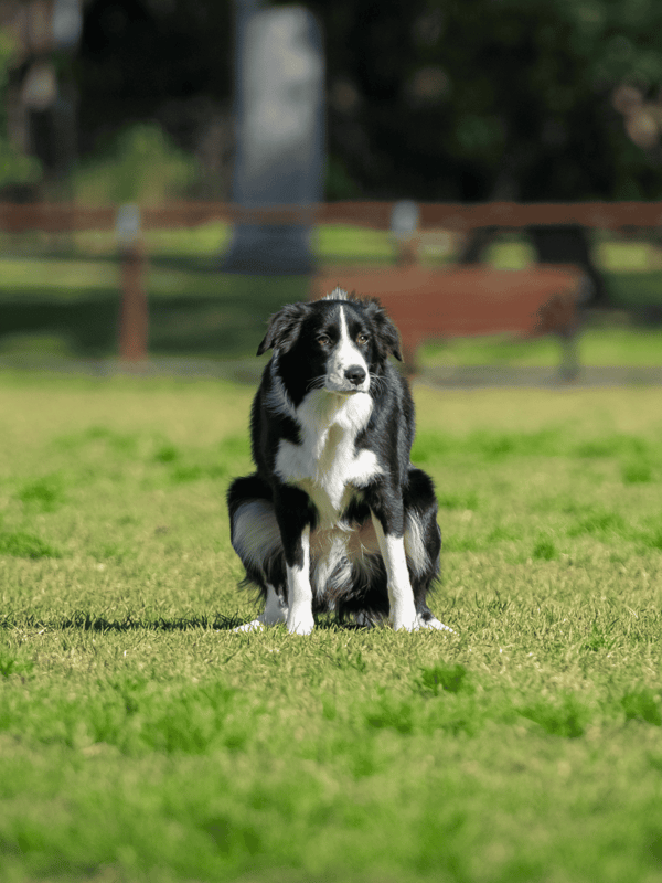 Adorable Border Collie puppy sitting on lush grass in park.