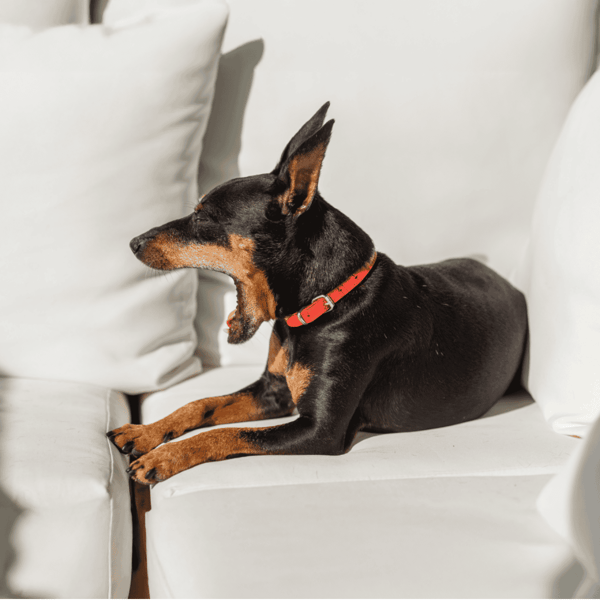 Adorable Doberman yawning on white sofa, relaxing at home.