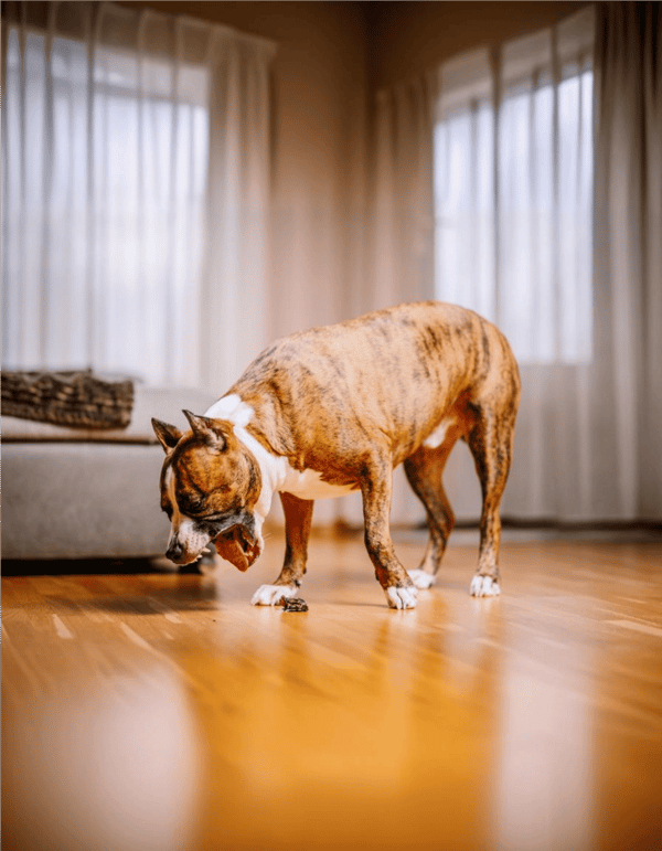 Brindle dog grooming and grooming services for a healthy, happy pet.