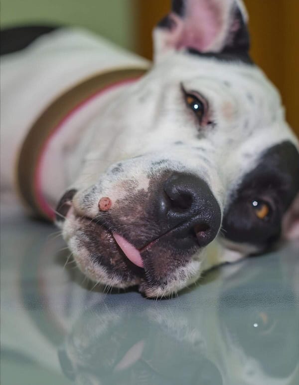 Adorable dog resting with a prominent bump on its nose in a cozy setting.