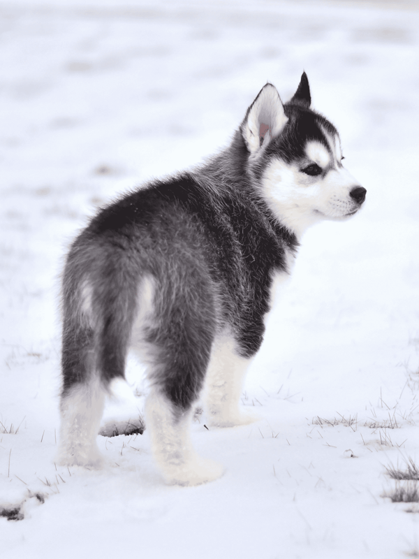 Adorable Siberian Husky as a puppy in winter snow, showcasing fluffy coat and bright eyes.
