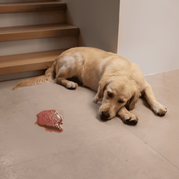 Adorable Labrador retriever dog laying on the ground after spilling water or juice.