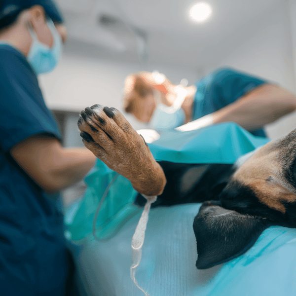 Close-up of a dog's paw during anesthesia at a veterinary hospital.