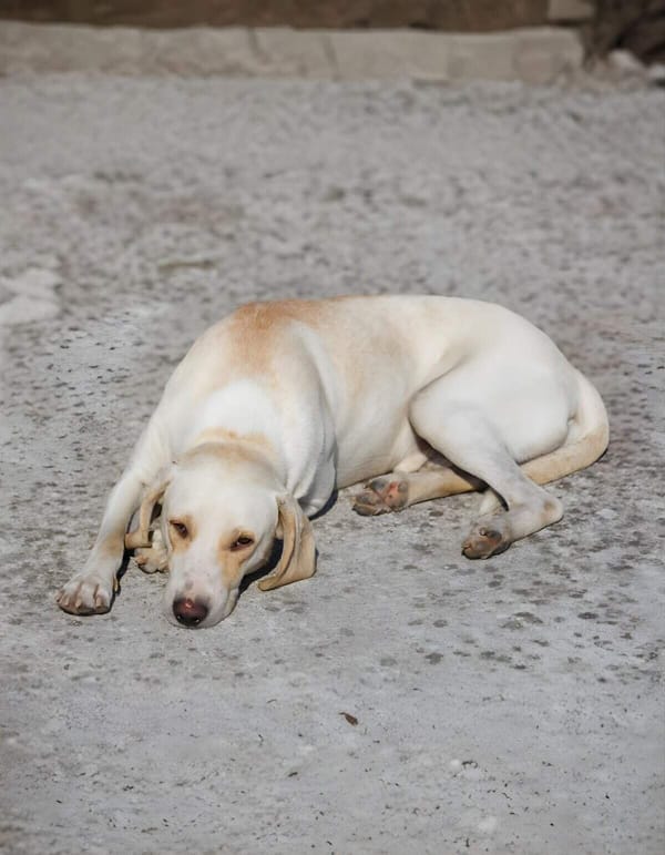 Adorable light-colored dog lying on a rough outdoor surface.