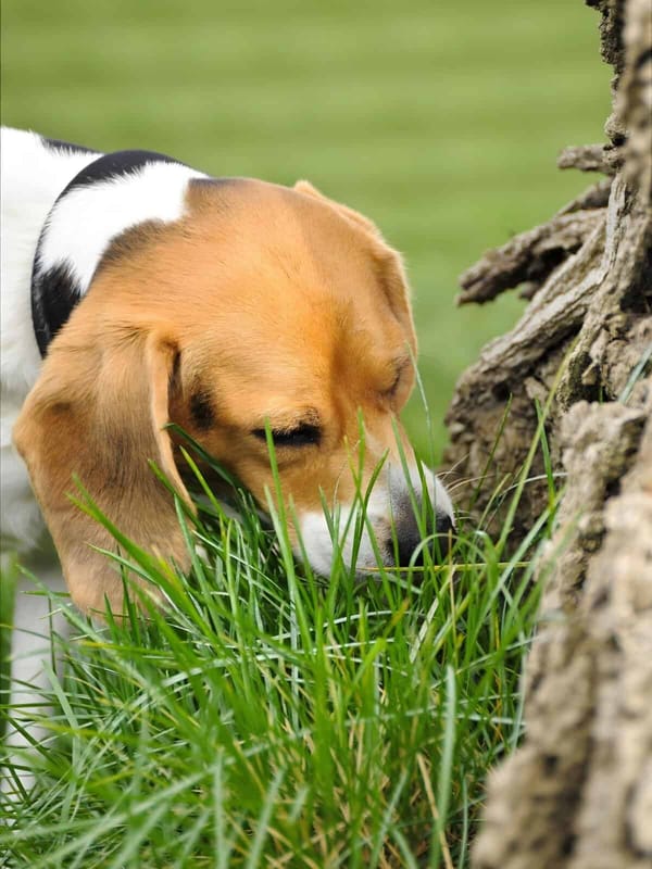 Close-up of a beagle dog sniffing green grass near a tree trunk in a park setting.