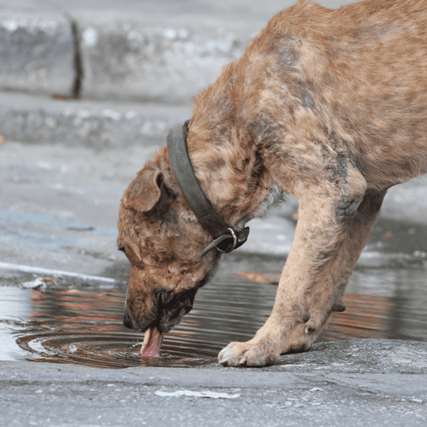 Adorable dog drinking from outdoor curb, featuring a collar and muddy fur. Perfect image for pet care and dog health topics.