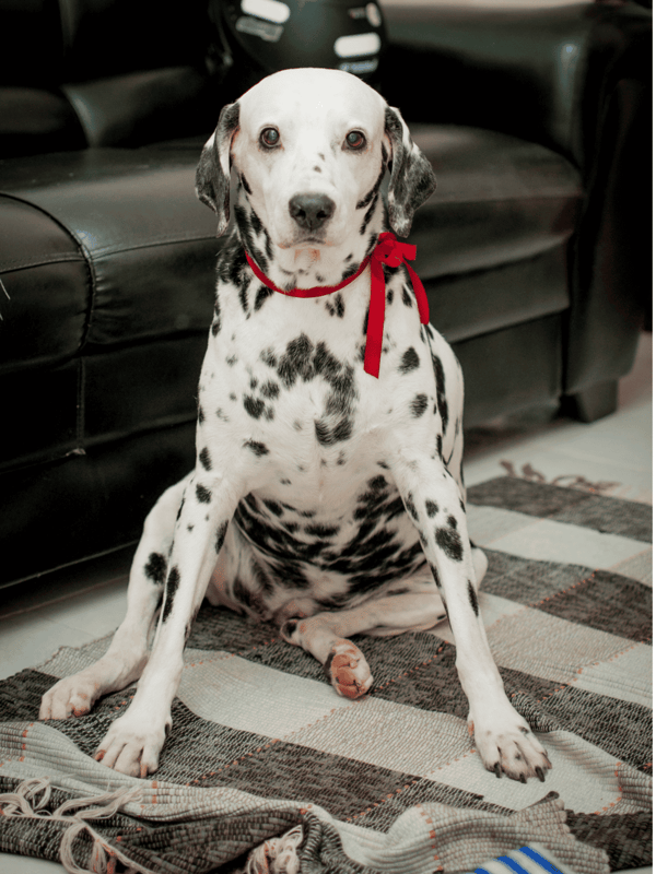 Adopt a Dalmatian dog for friendly companionship and love.