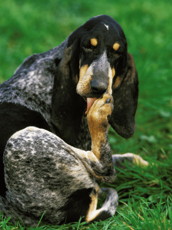 Dog grooming for shiny, healthy fur.