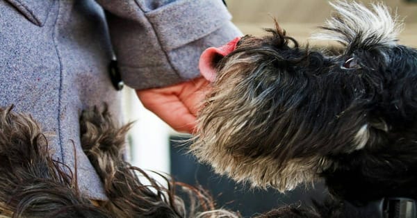 Dog grooming and care tips for healthy coat and skin.