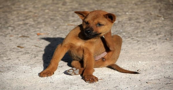 Adorable small puppy sitting on sandy ground, showing curiosity and playful behavior.