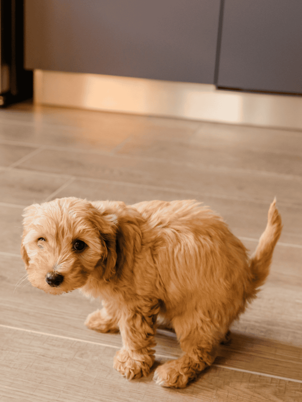 Cute golden puppy sitting on indoor wooden flooring, looking at camera, in a cozy home setting.