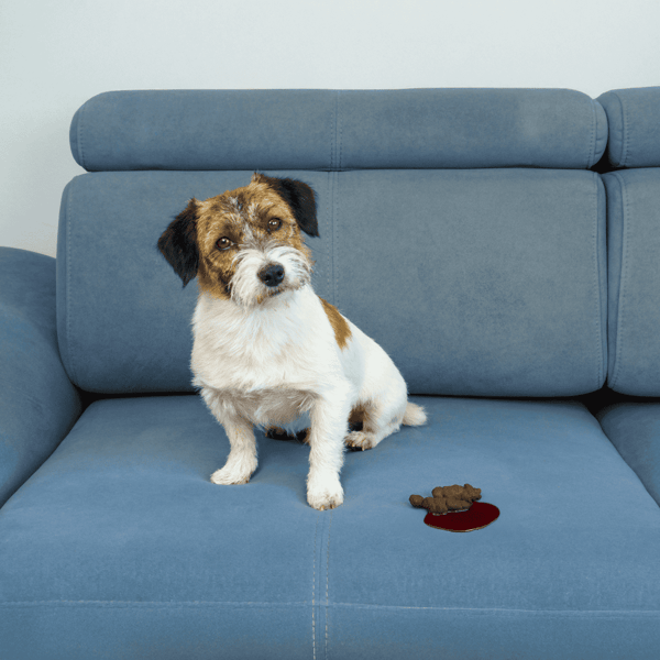 Cute small dog sitting on blue sofa with food spills and blood stain.