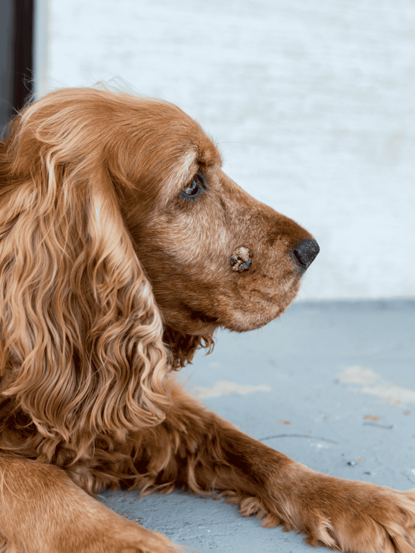 Dog with skin injury and wart, resting on the floor, looking thoughtful.