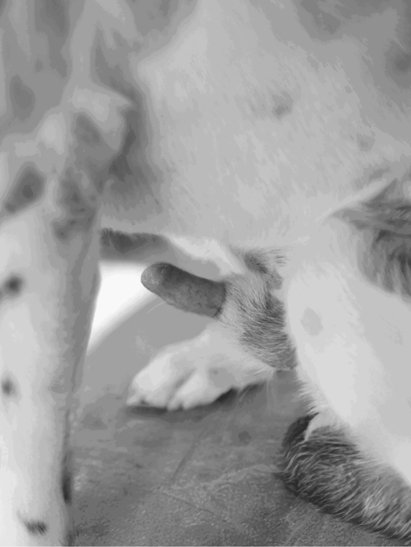 Close-up of a puppy nursing from its mother, highlighting the bond and care in dog parenting.