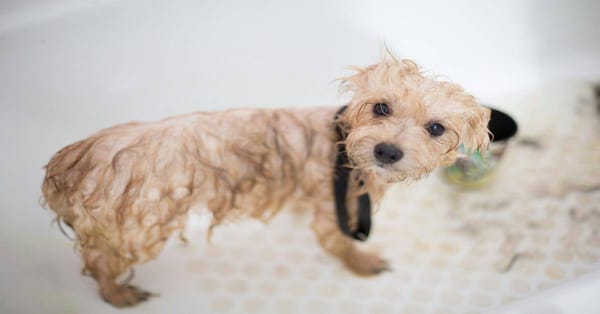 Wet puppy in bath tub looking at camera, after grooming at Dogfix.com.