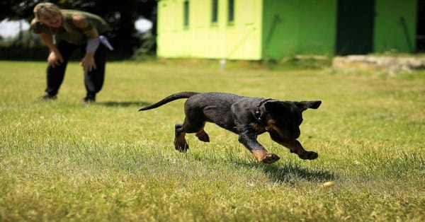 Cute black and brown puppy playing in a grassy yard at dog daycare facility.