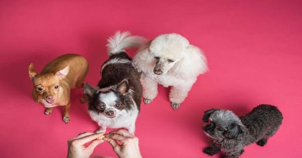 Cute puppies and dogs gathering on pink background, promoting pet care and training services.