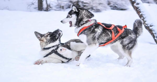 Adorable huskies playing actively in snow with harnesses, showing playful outdoor winter fun for dogs.