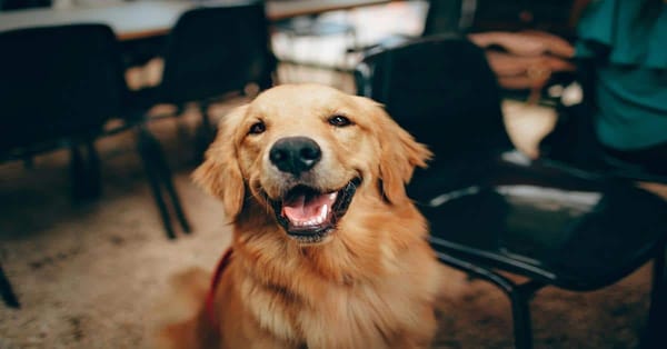 Happy golden retriever smiling indoors.