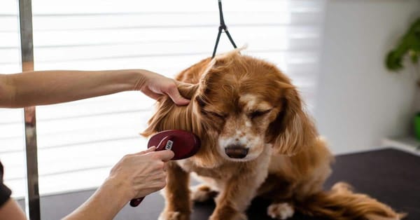 Dog grooming, pet grooming, grooming services, dog care.