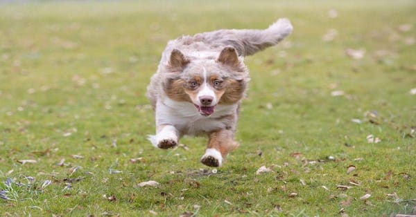 Active Australian Shepherd running in grassy field, outdoors.