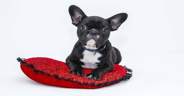 Adorable French Bulldog puppy lying on decorative red pillow with black lace edges.