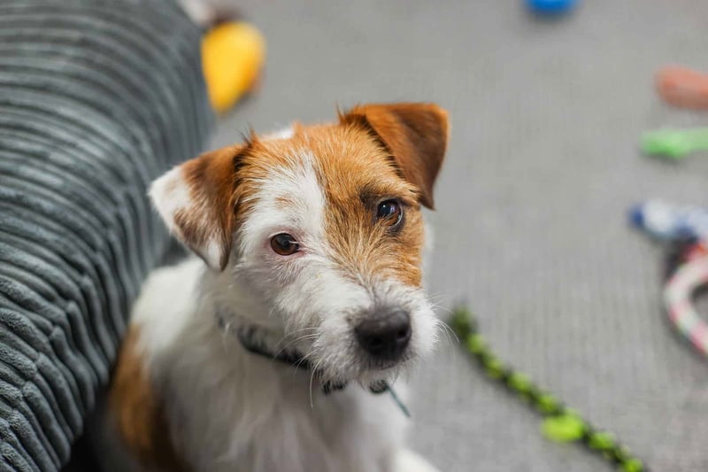 Jack Russell Terrier photo 2